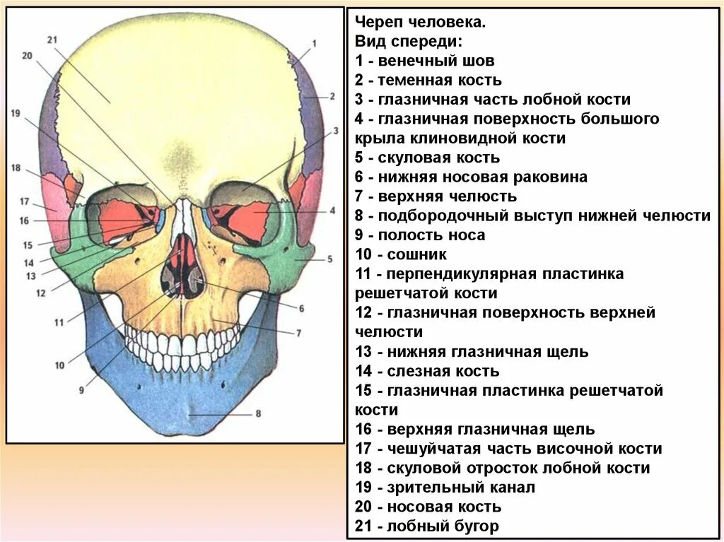 Соединение между лобной и теменной костями. Топография черепа спереди. Кости лицевого черепа анатомия строение. Строение черепа спереди и сбоку. Строение черепа человека вид спереди.