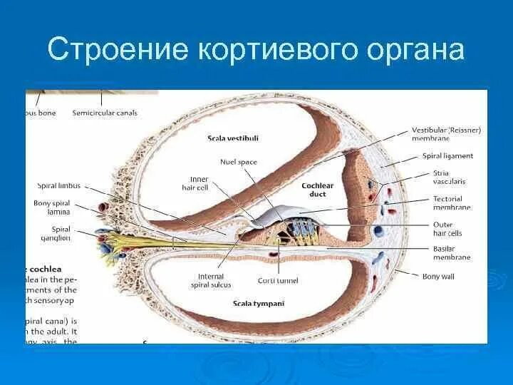 Строение Кортиева органа. Строение спирального Кортиева органа. Структура улитки внутреннего уха. Спиральный Кортиев орган гистология. Улитка является органом