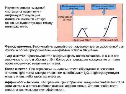 Первичное антитело