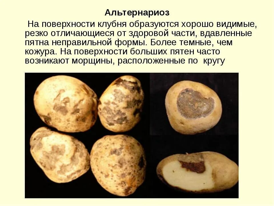 Можно ли есть почерневшую картошку