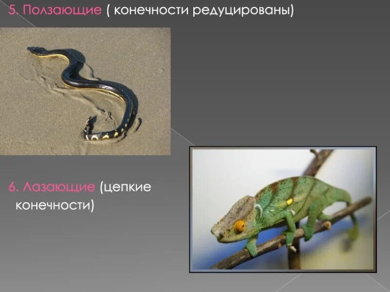 Нога редуцирована