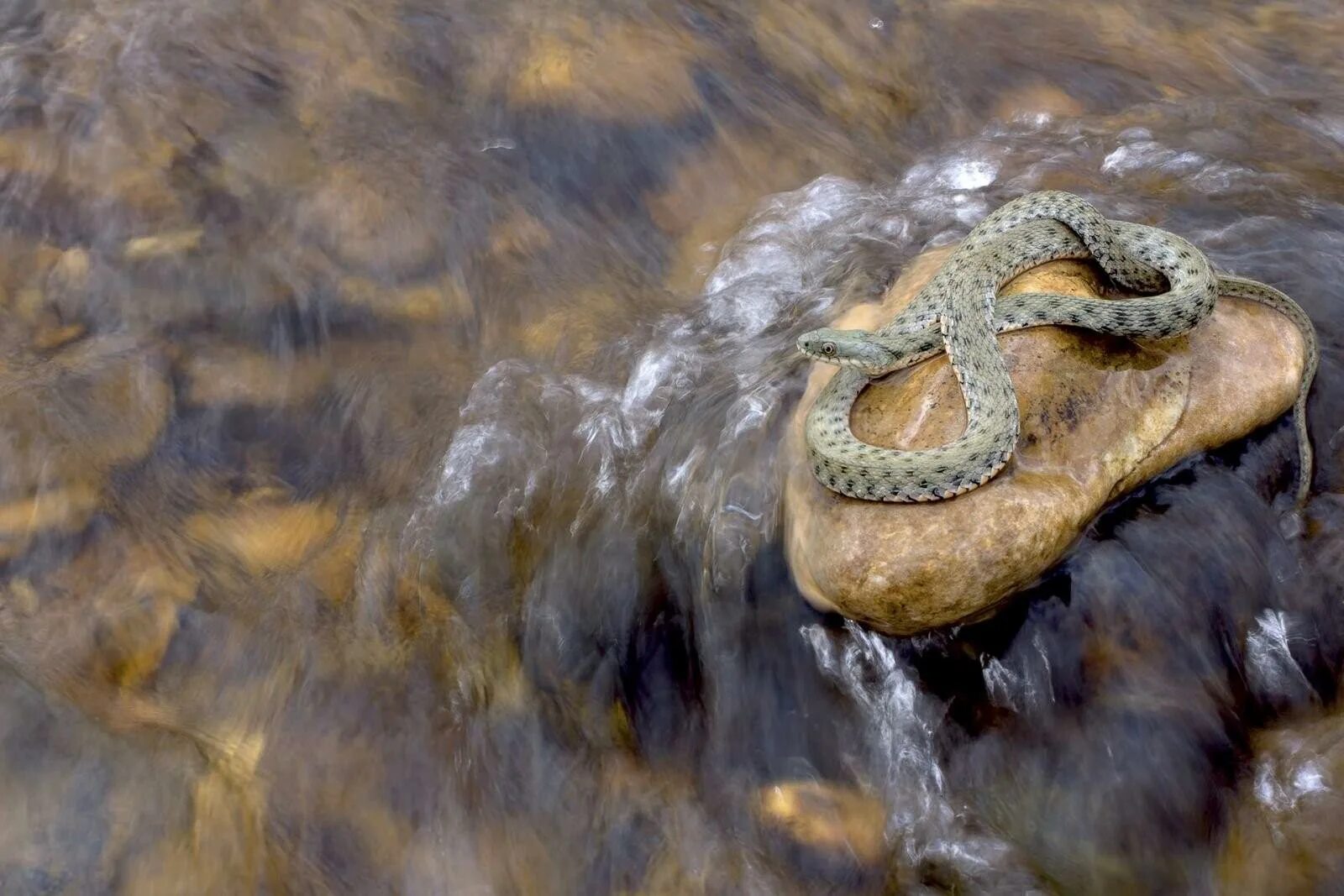 Гадюки плавают. Водяной уж (Natrix tessellata). Бычколов змея. Водяной уж бычколов. Шахматная Речная гадюка.