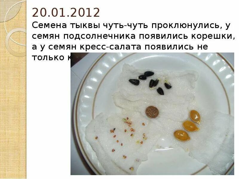 Зачем тыкве семечки? 4 класс презентация, доклад