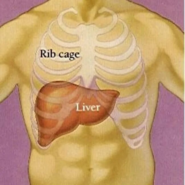 Где находится печень у человека фото