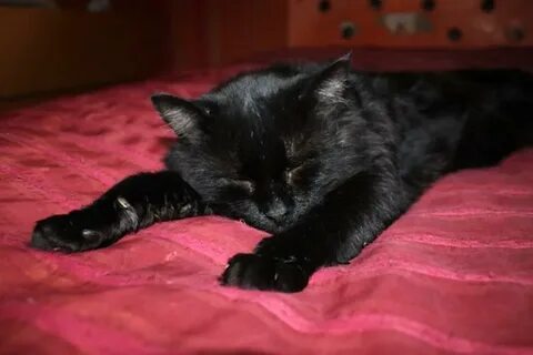 Большой черный кот во сне