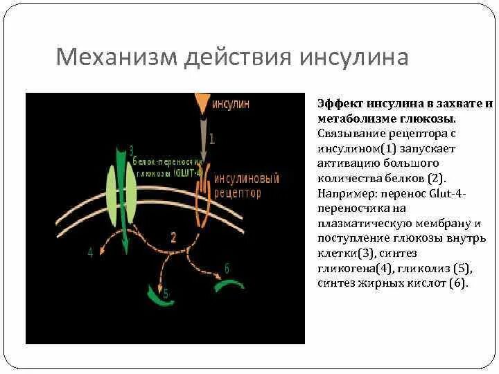 Действие инсулина на клетку схема. Первичная структура инсулина. Основное действие инсулина. Механизм действия инсулина фармакология. Основное действие инсулина.