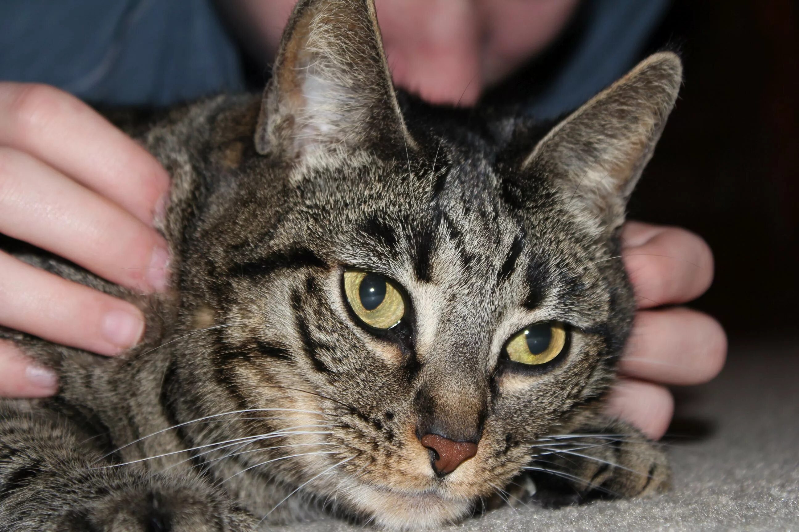 покажи обычных котиков. покажи обычных котиков. полосатая кошка. полосатый котенок. домашняя полосатая кошка.