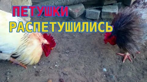 2 молодых петушка подрались и 1 победил