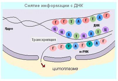 Тест по биологии белки