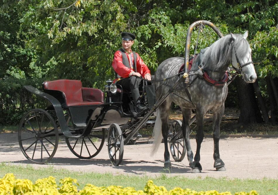 Фаэтон конный экипаж. ,кучер экипаж 19 век. Открытый экипаж. Открой экипаж. Повозка с лошадью.