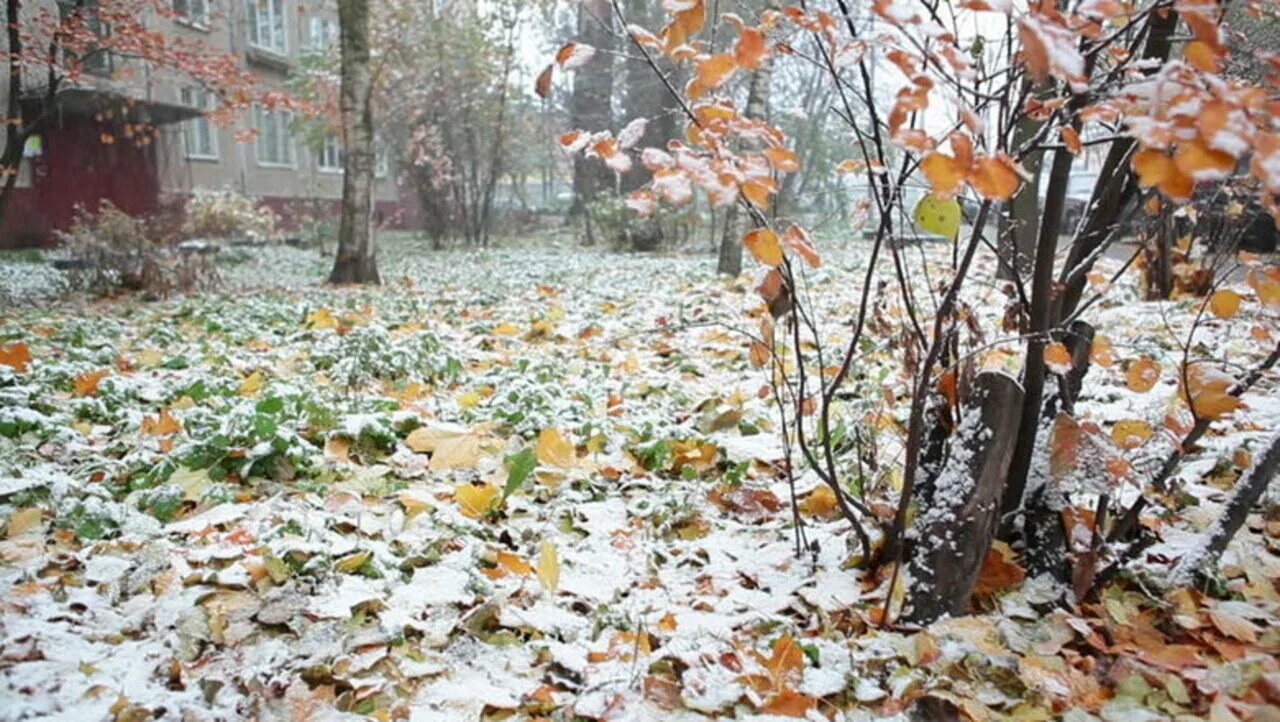 Осенний дождь со снегом. Снег с дождем осенью. Опадающие листья в ноябре. Осень листья снег. Падает снег и кружатся листья