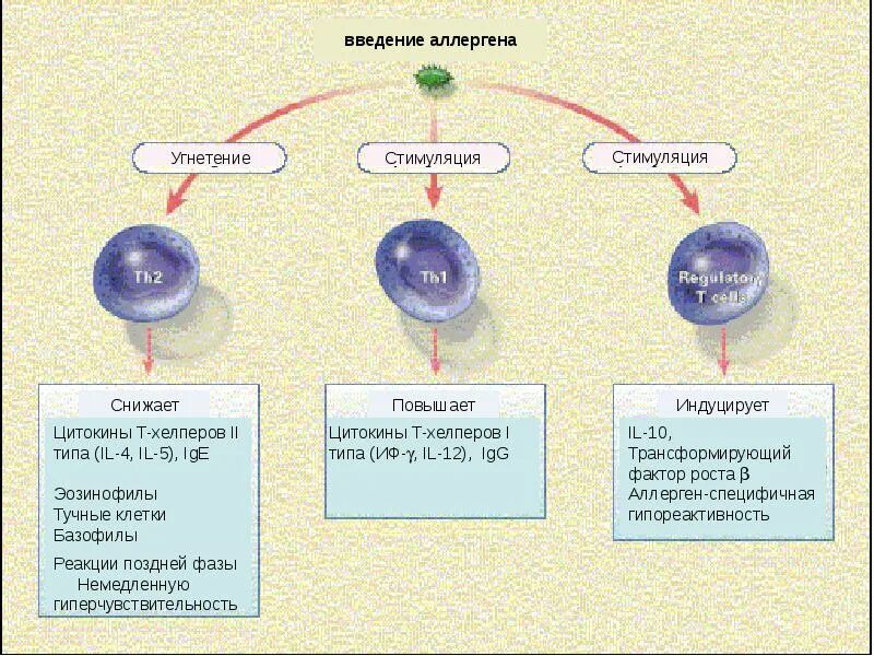 Введение аллергена. Цитокины стимулирующие. Цитокины эозинофилов. Стимуляция цитокинов. Реакции поздней фазы.