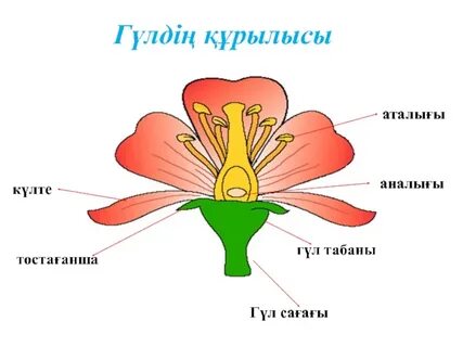 Әдемі жезөкшемен жыныстық қатынас видеосы