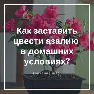 Как заставить цвести