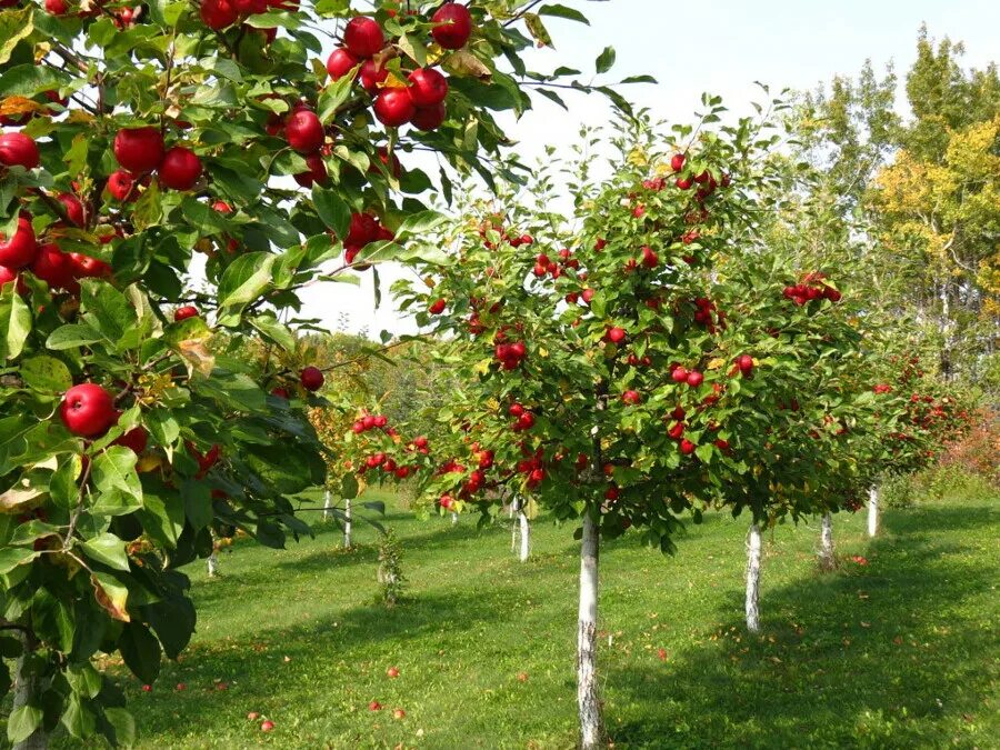 Сколько стоят плодовые деревья. Полукарликовые яблони. Яблоня кустовая Кроха. Штамбовая черешня. Штамбовая вишня.