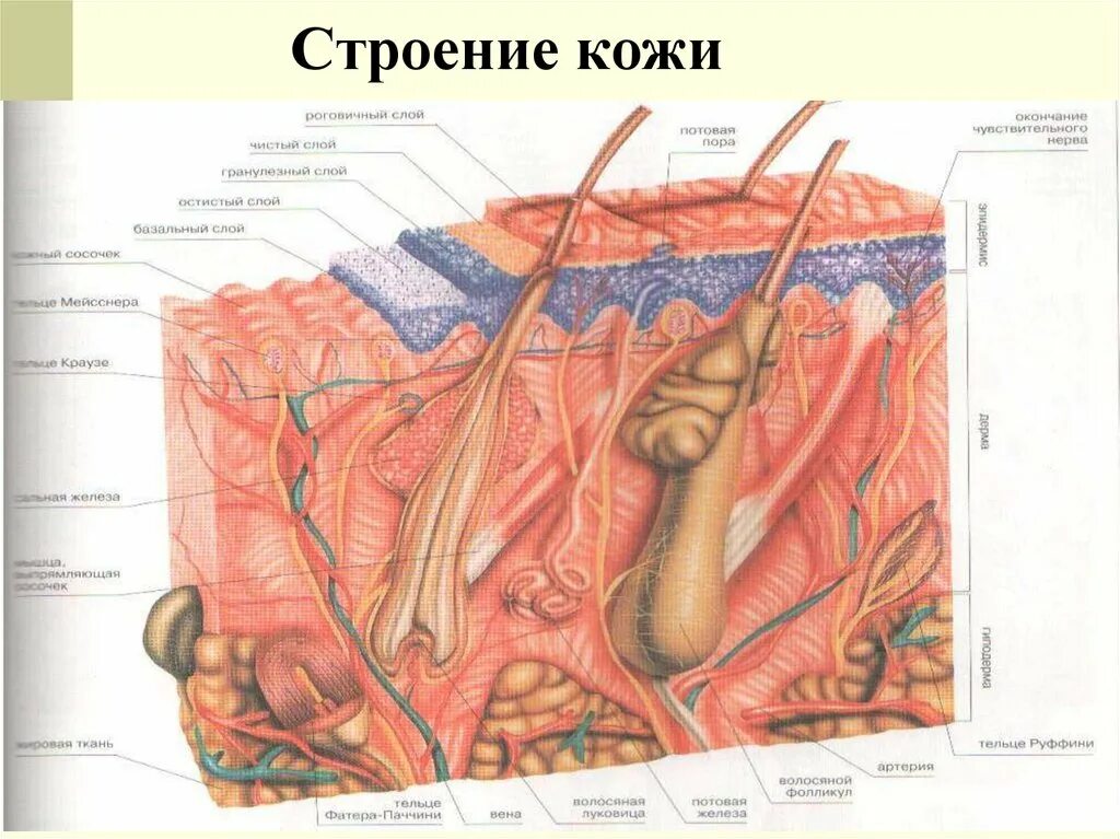 Кожа и ее особенности