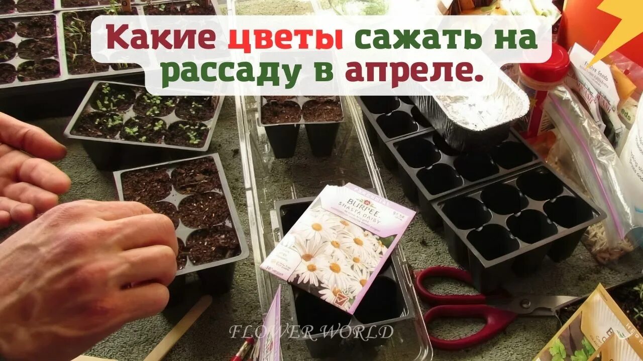 Какие цветы сеять на рассаду в апреле. Цветы рассада. Сроки рассада цветы. Цветы на рассаду в апреле. Цветы выращиваемые рассадным способом.