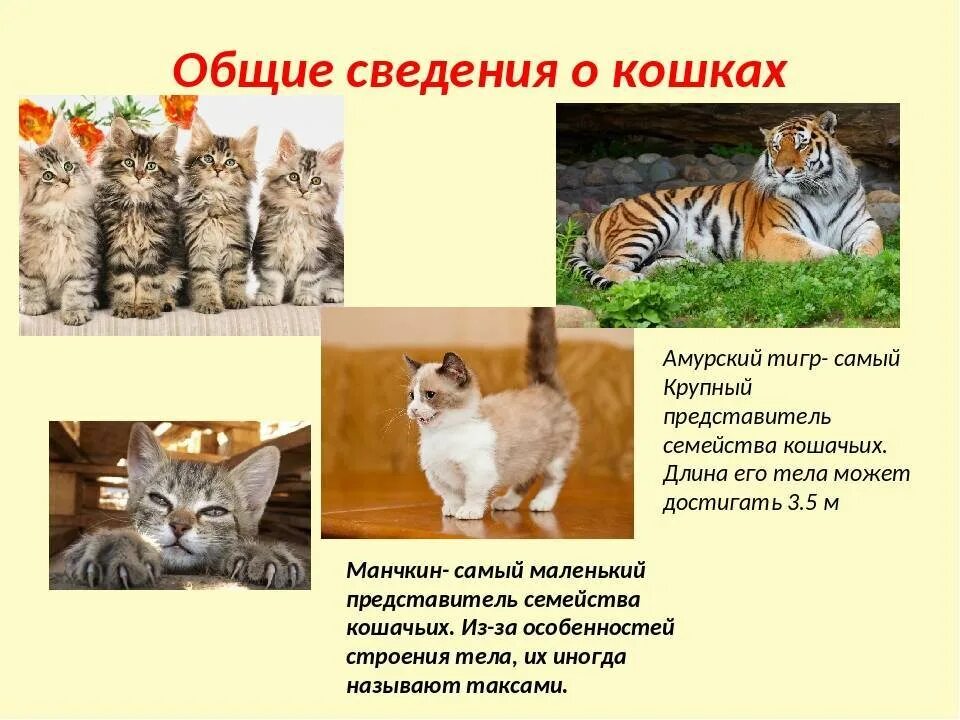 Информация о кошках. Интересная информация о кошках. Интересные факты о кошках. Интересные сведения о домашней кошке. Информация про кошек
