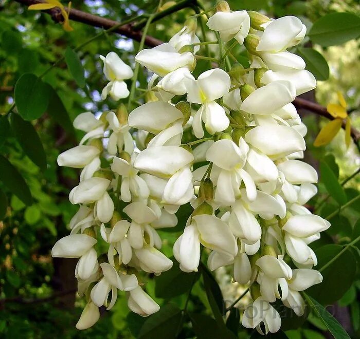 Акация белая (робиния). Робиния лжеакация. Белая акация. Белая акация кустарник. Белые цветы гроздьями.