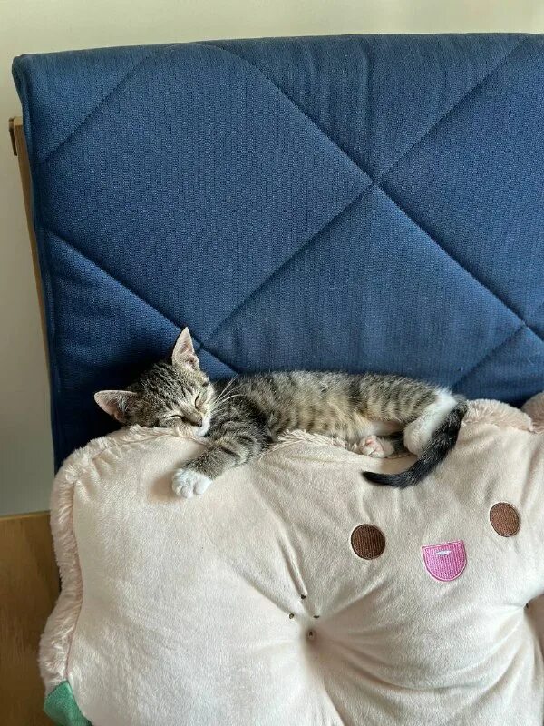 друзья кота коржика