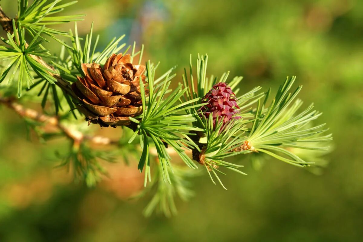 Ч хвойные. Лиственница Даурская. Лиственница Сибирская Larix sibirica. Лиственница Даурская хвоя. Лиственница Сибирская (Larix sibirica Ledeb.).