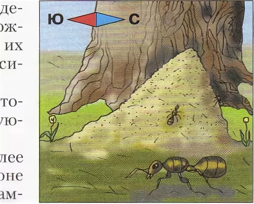 Сторона муравейника. Ориентирование по муравейнику. Муравейник с Южной стороны. Муравейник ориентирование на местности.