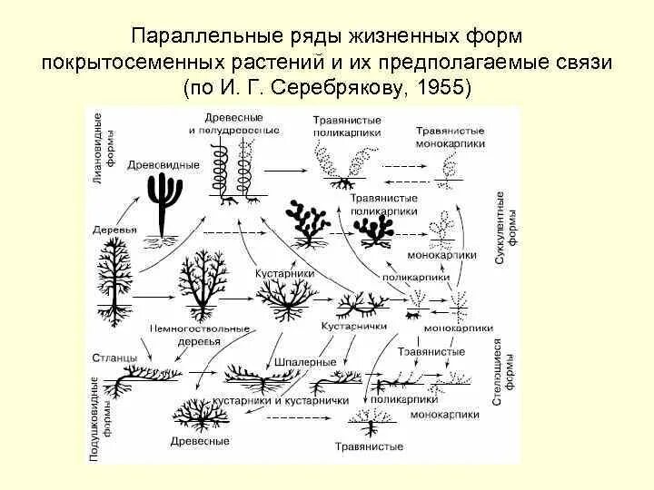 Серебряков жизненные формы. Жизненные формы по к Раункиеру и и.г. Серебрякову. Классификация жизненных форм растений по Серебрякову. Серебряков жизненные формы растений.