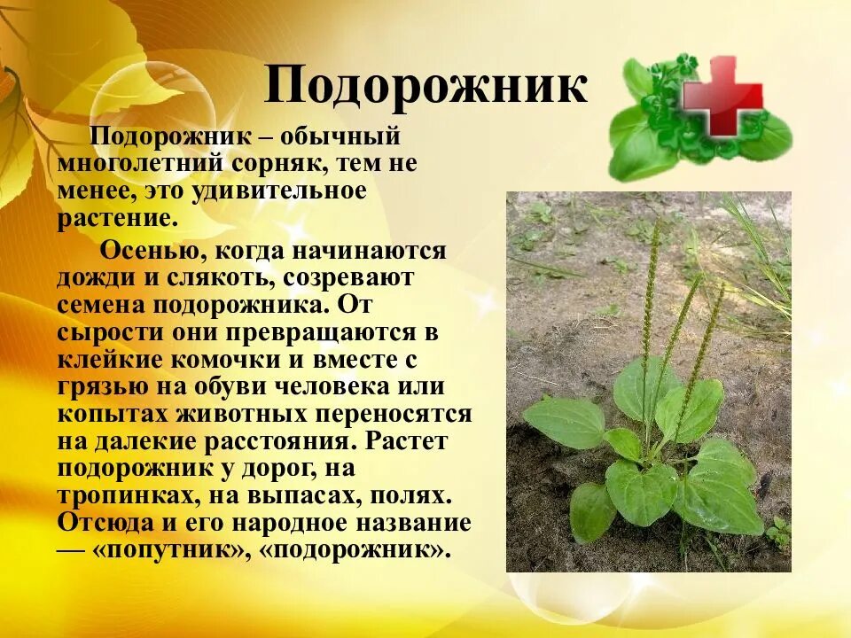 Сообщение о лекарственном растении
