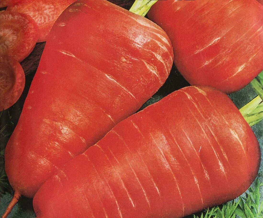 Морковь семена лучшие сорта для открытого. Морковь Каротель. Морковь Парижская Каротель. Сорта моркови сорта Каротель. Морковь французская Каротель.