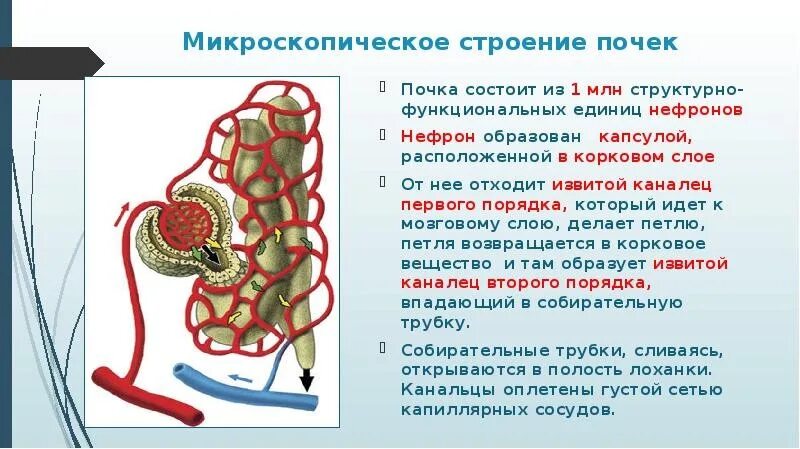 Строение почек анатомия микроскопическое строение. Микроскопическое строение почки нефрон. Строение основной структурно-функциональной единицы почек-нефрона.. Почка нефрон 8кл. Значение почек биология 8 класс