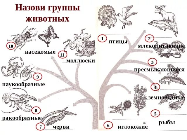 Контрольная работа земноводные пресмыкающиеся птицы. Перечисли группы животных. Представители различных групп животных. Группы земноводных и насекомых птиц. Млекопитающие насекомые птицы пресмыкающиеся рыбы.