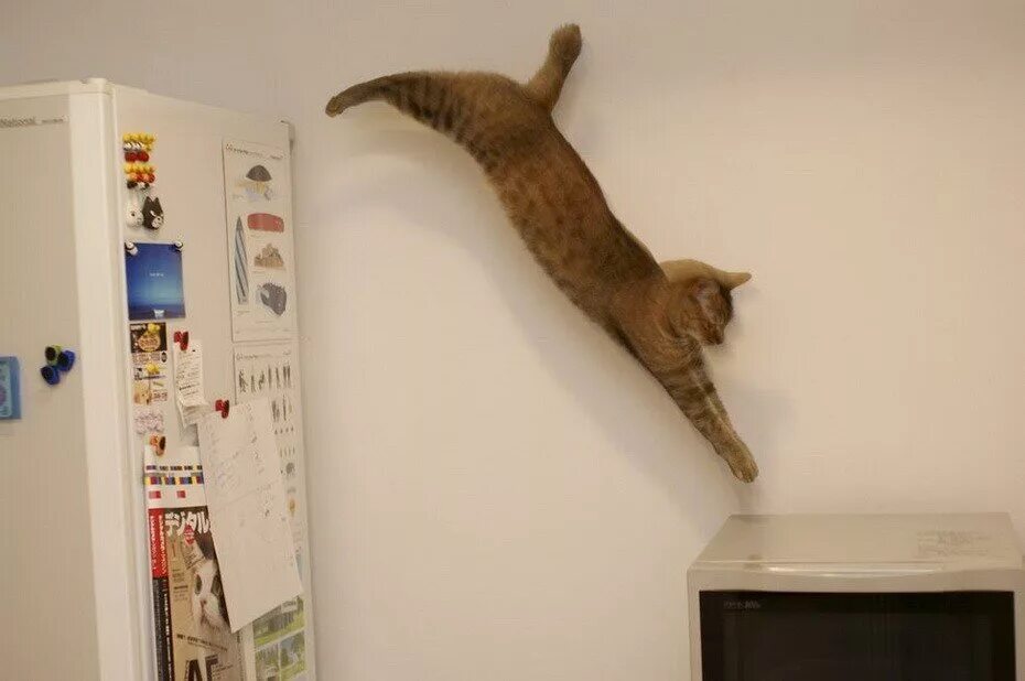 Кот прыгает. Кошка спрыгивает. Кот прыгает со шкафа. Кошка запрыгивает на шкаф. Песня кошки кошки на шкафах