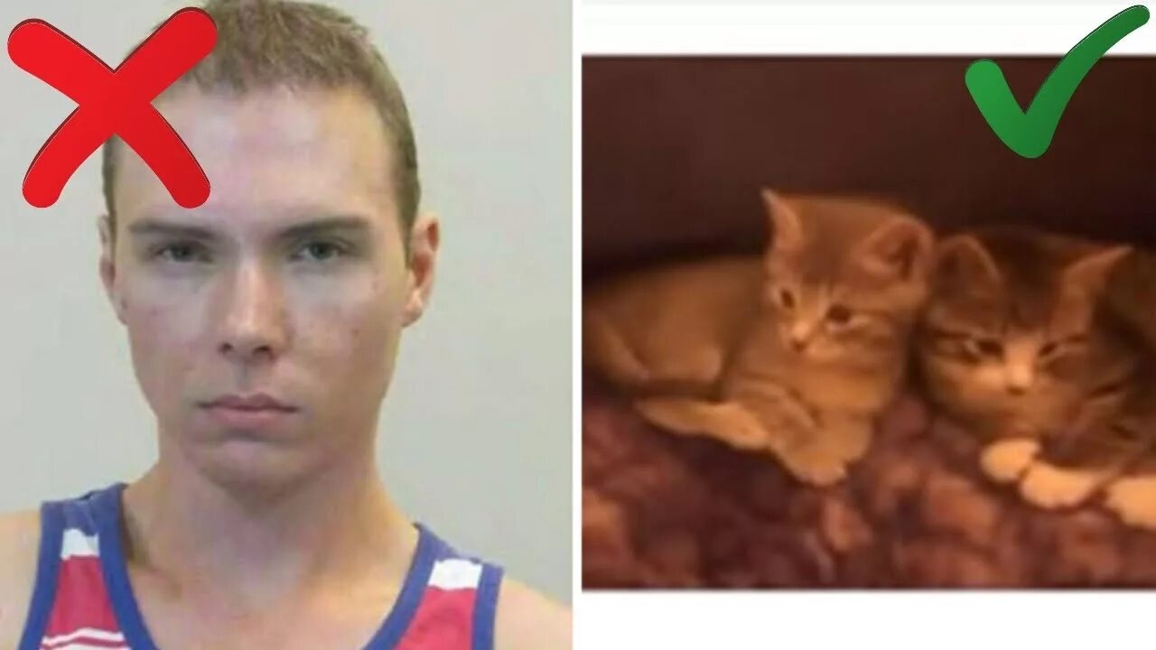 1 boy 2 kittens original