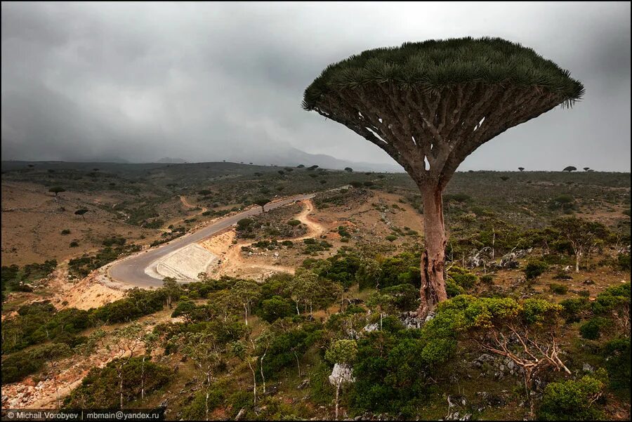 Драцена сокотра. Москва сокотра. Природа острова сокотра. Москва сокотра. Остров сокотра горы.