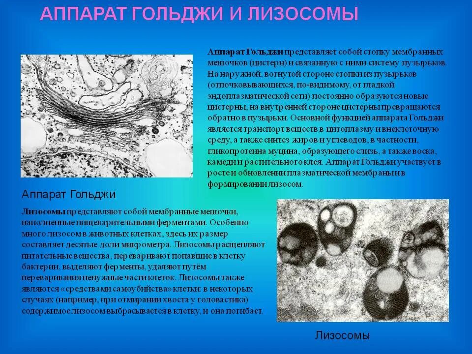 Состоит из мембранных мешочков цистерн и пузырьков. Аппарат гольджи и лизосомы. аппарат гольджи лихосома. аппарат гольджи формирует лизосомы. аппарат гольджи пузырьки цистерны мешочки.