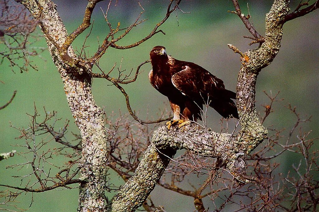 Беркут алтай. Aquila chrysaetos. Ялта беркут. Беркут aquila chrysaetos (linnaeus, 1758). Беркут дерево.