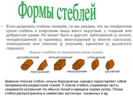 Стебли на 5 и