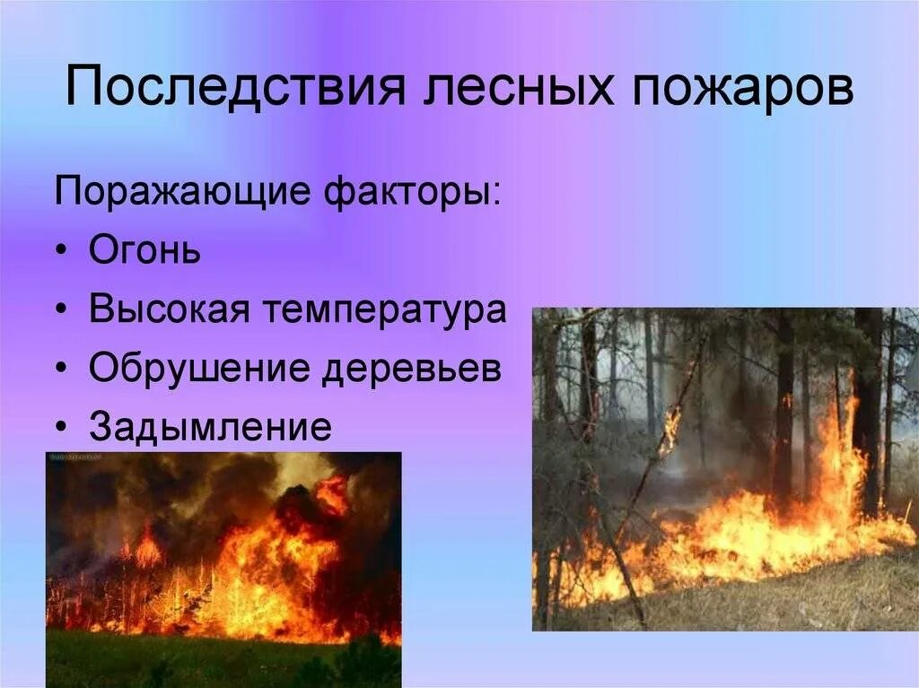 Последствия лесных пожаров. Природные факторы пожара. Последствия пожара в лесу. Естественные причины пожара в лесу. Каковы основные возникновения лесных пожаров