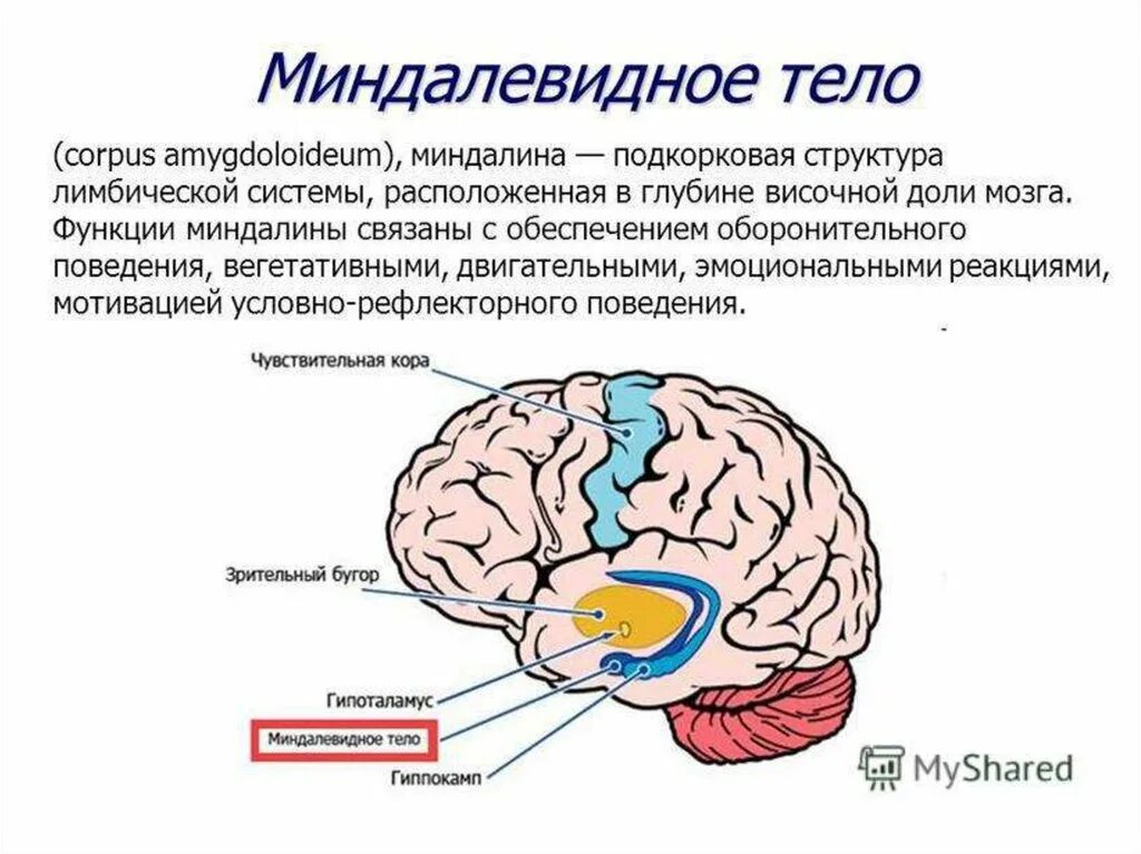 Что отвечает за действия человека. Миндалевидное тело в головном мозге функции. Миндалевидные структуры мозга. Миндалина мозга функции. Миндалевидное тело мозг строение и функции.