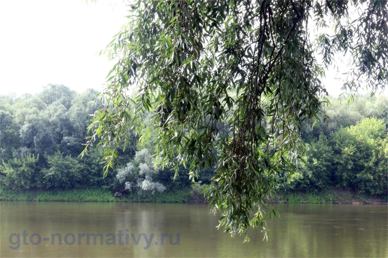 Сочинение ива над заглохшей рекой. Ива над водой. Ива над водой гравировка. Как пишется над рекой над рекой. Сад plachushaya IVA Reka.