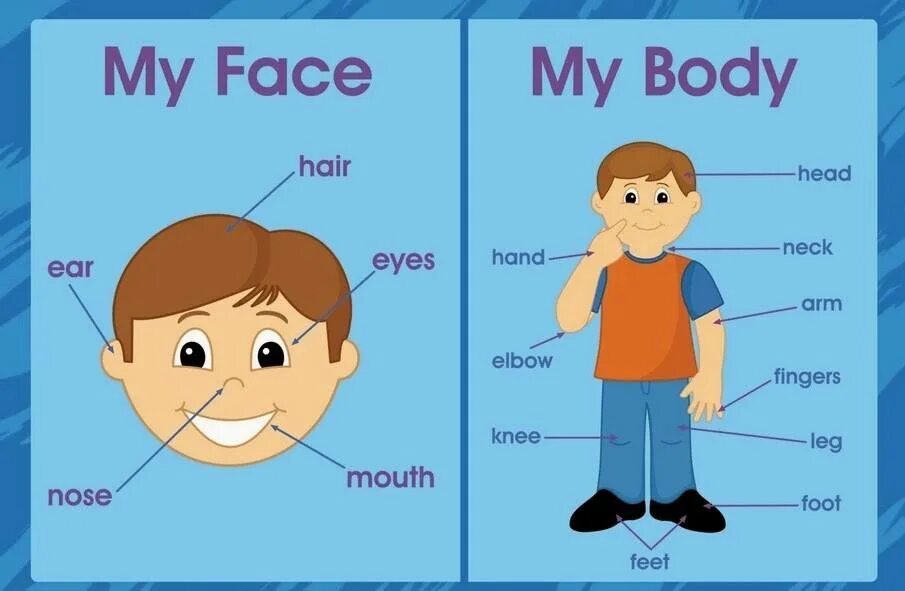 Части тела на английск. Тело человека на английском для детей. Части тела на английском для детей. Части тела на английском карточки.