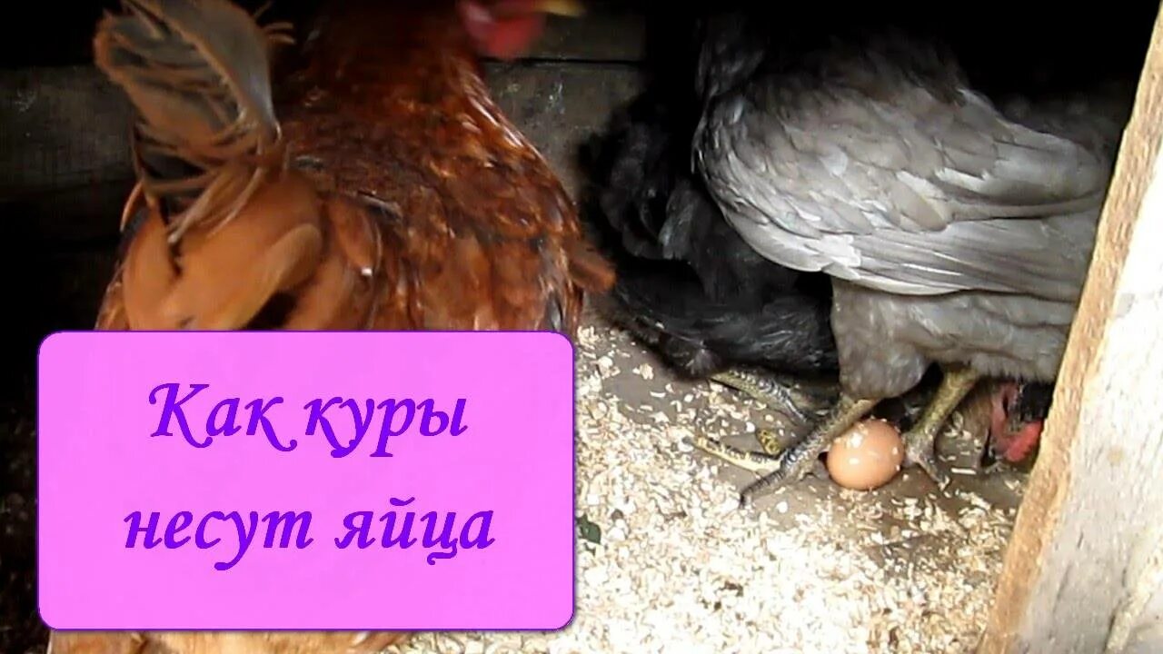 Как у куриц получается яйцо. Курица сидит на яйцах. куры несут яйца.
