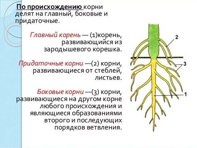 Боковые и придаточные корни. Главный и боковые корни. Придаточные боковые и главный корень. Главный корень боковой корень придаточный корень. Организована корень