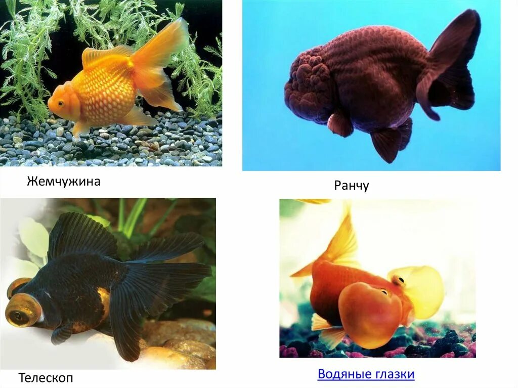 Живые организмы аквариума. Животные обитающие в аквариуме. Что живет в аквариуме. Аквариумные рыбки картинки с подписями. Какие организмы обитают в аквариуме.