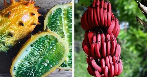 Какой фрукт вырастет