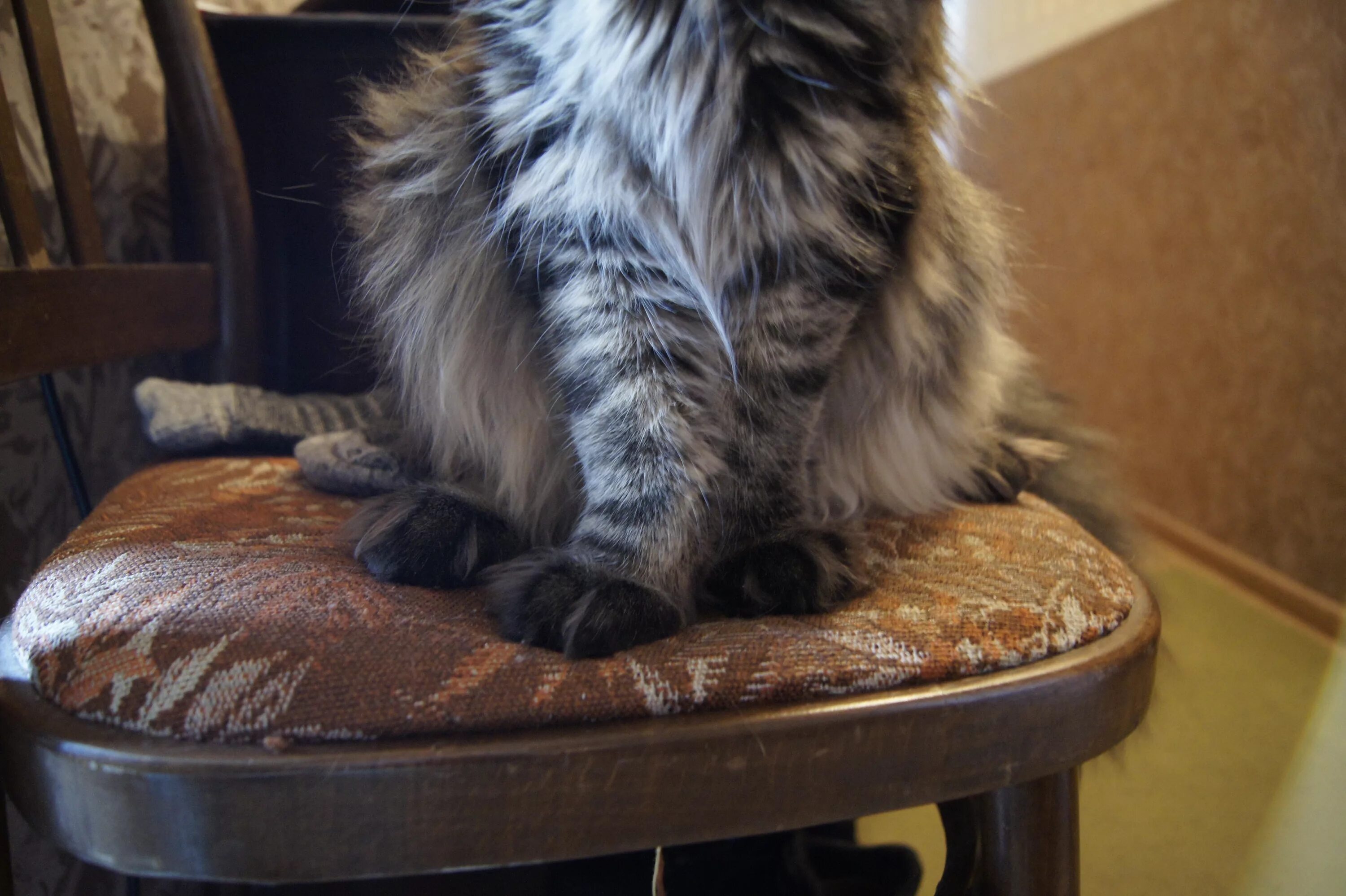 Мейн кун без кисточек. Мейн куны и рон. Передние лапы мейн куна. Кот на стуле. Перлман и мейн кун.