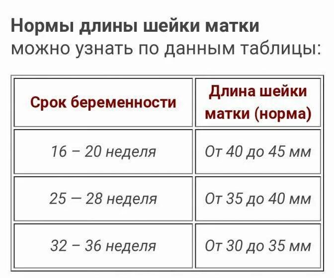 Норма шейки матки при беременности 20 недель. Размеры шейки матки в норме при беременности. Норма длины шейки матки при беременности по неделям. Норма длины шейки матки при беременности 30 недель.