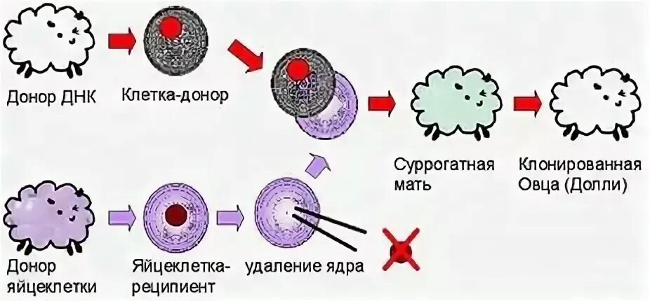 Метод переноса ядра. Клонирование методом переноса ядра соматической клетки. Перенос ядер соматических клеток. Перенос ядра соматической клетки клонирование. Пересадка ядер клеток эмбрионов
