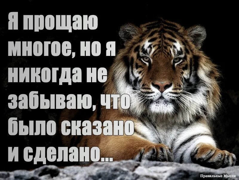 Тигр цитаты. Цитаты про тигра. Цитаты о тиграх. Высказывания про тигров со смыслом.