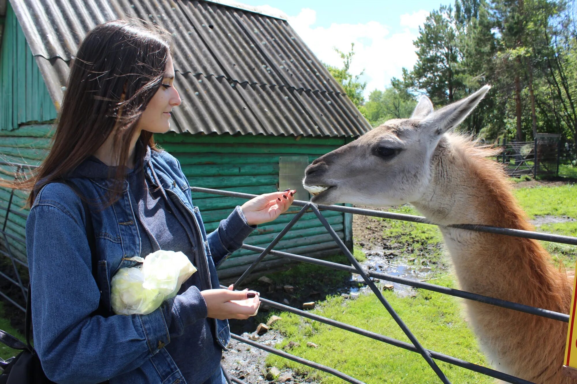 Зоопарк в Большеречье Омской. Большереченский государственный зоопарк им. в.д.Соломатина. Большеречье зоопарк 2022. Большереченский зоопарк омск